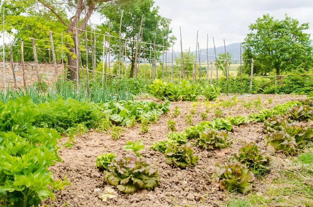 Farm stay Agriturismo San Francesco Cortona
